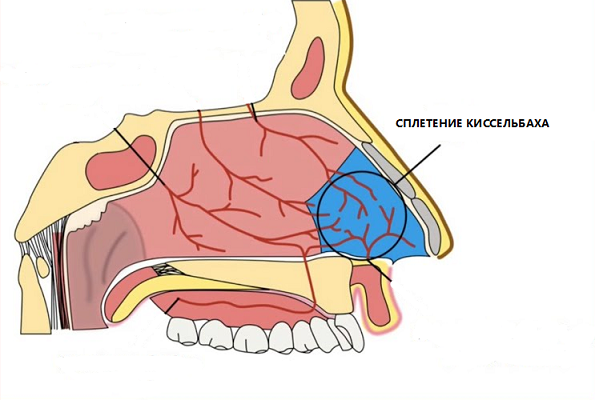 Синим цветом на фото обозначено сплетение Киссельбаха - именно в этом месте чаще всего повреждаются сосуды с развитием носового кровотечения  