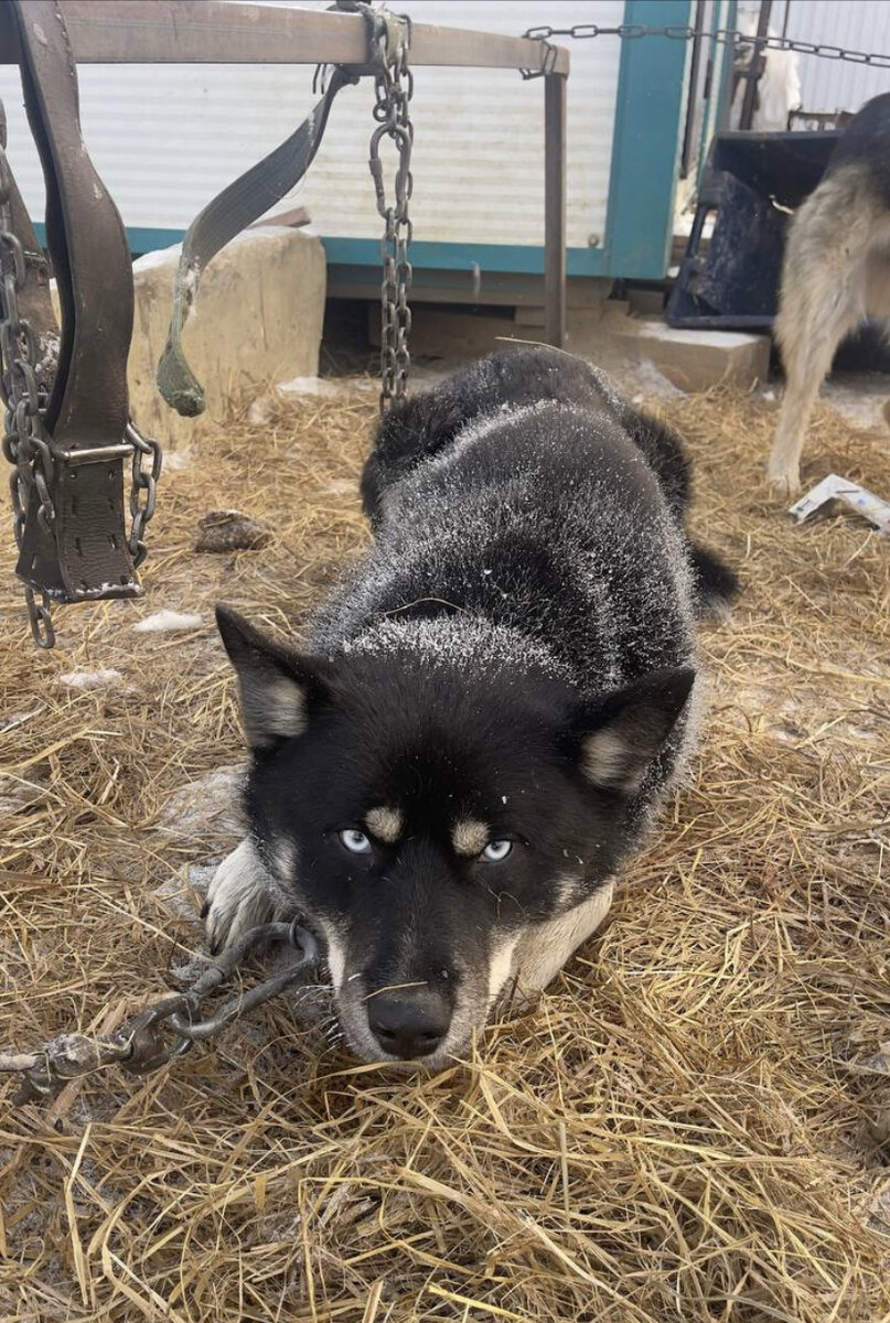 Барон в Якутске …