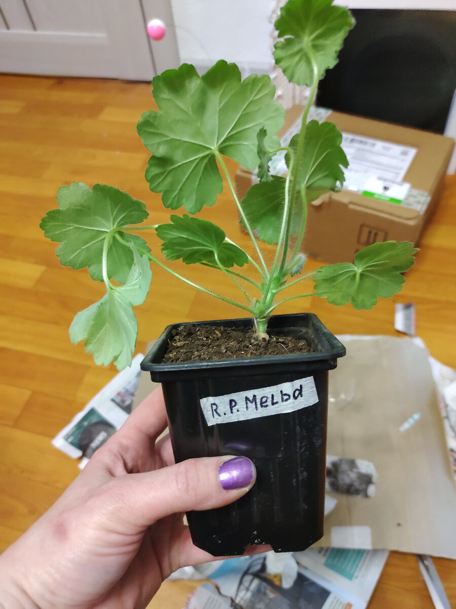 Runes Peach Melba 13 марта 2024.