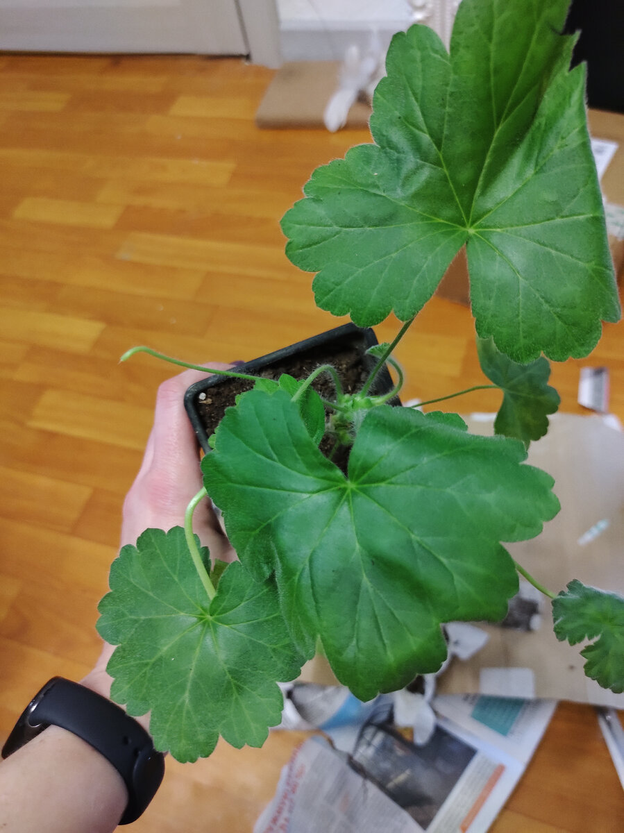 Runes Peach Melba 13 апреля 2024.