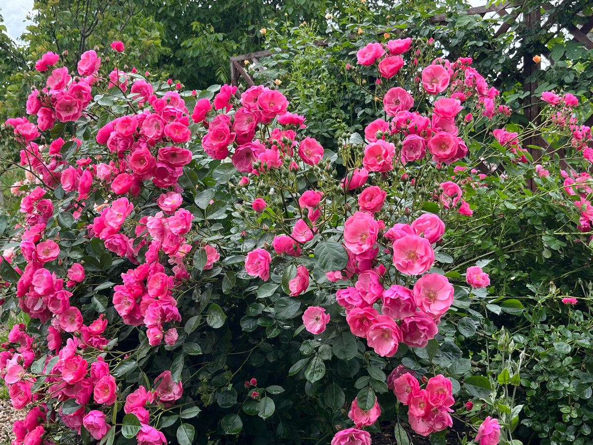 Ангела - личное фото