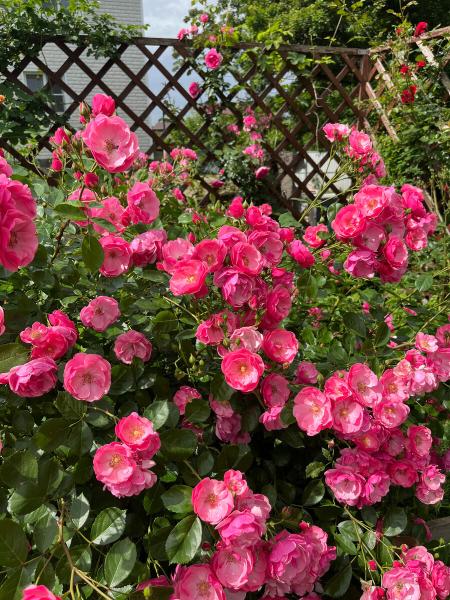 Ангела - личное фото.