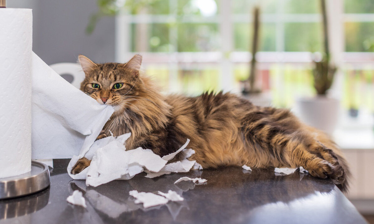 Фото из Интернета.