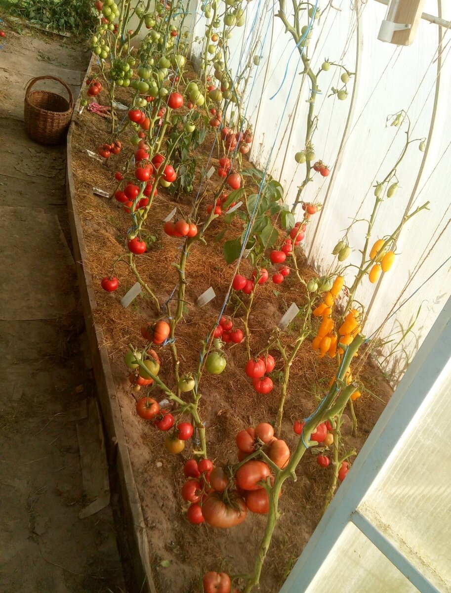 Мои помидоры вынесли все мои экзерсисы и даже дали урожай! Счастью не было предела! Фото из личного архива 