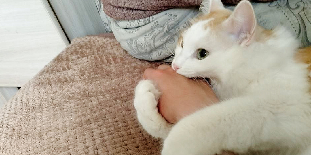 Что не по ней, сразу - кусь. Почему домашняя кошка кусается: 7 причин, озвученных экспертами (и что делать хозяевам)