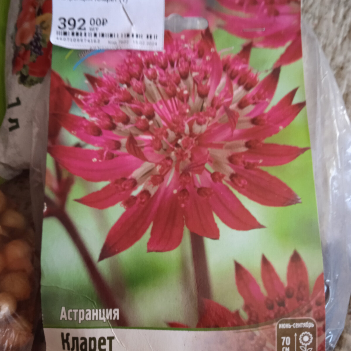 желанная астранция