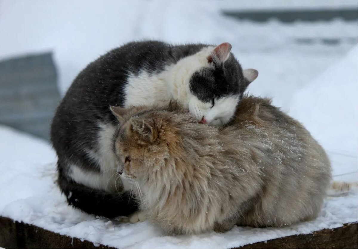 Котенок выживает кошку. Бездомные животные зимой. Бездомный кот зимой. Животные на улице зимой. Бездомные животные в Мороз.