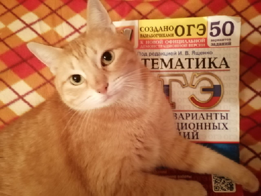 ОГЭ тревожит даже кошечек