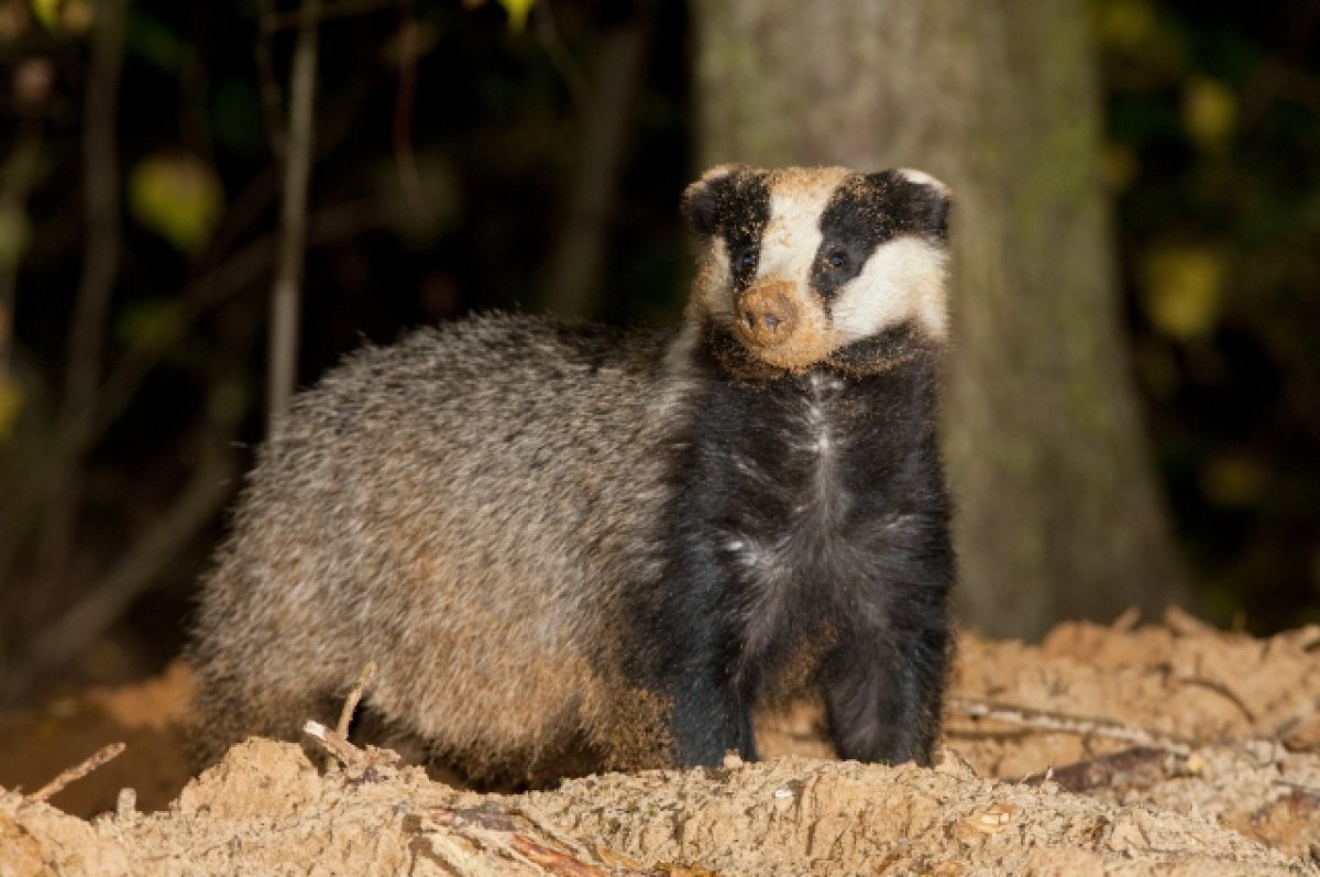    В заповеднике «Калужские засеки» после спячки проснулись барсуки