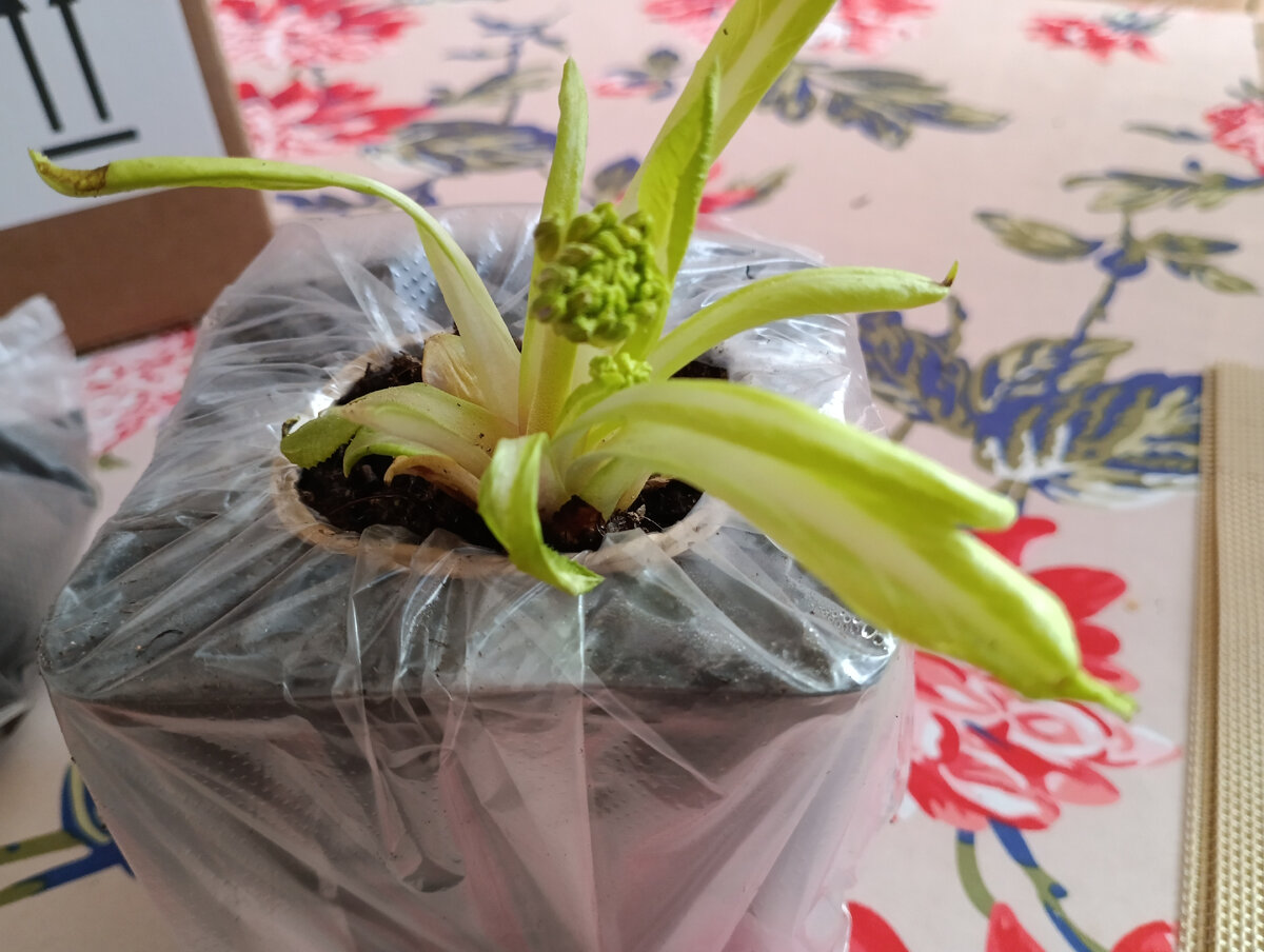 Примула мелкозубчатая рубра Primula denticulata rubra