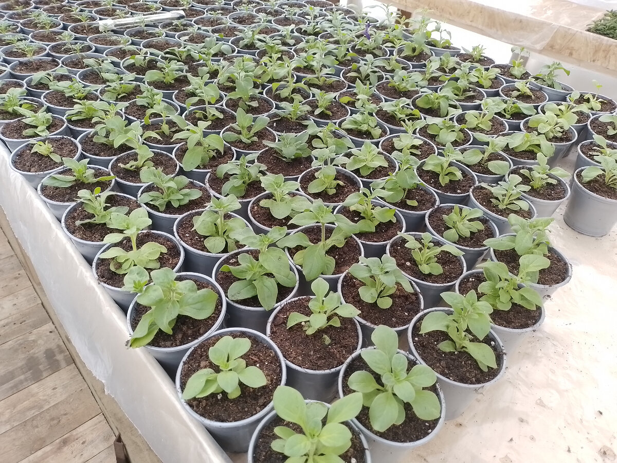 перец на рассаду в 2024 урале. высаживание рассады перца. рассада перцов в теплице. перец на рассаду в 2024 урале. рассада болгарского перца.