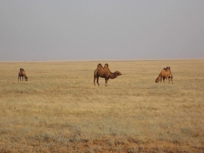 Степь, верблюды..