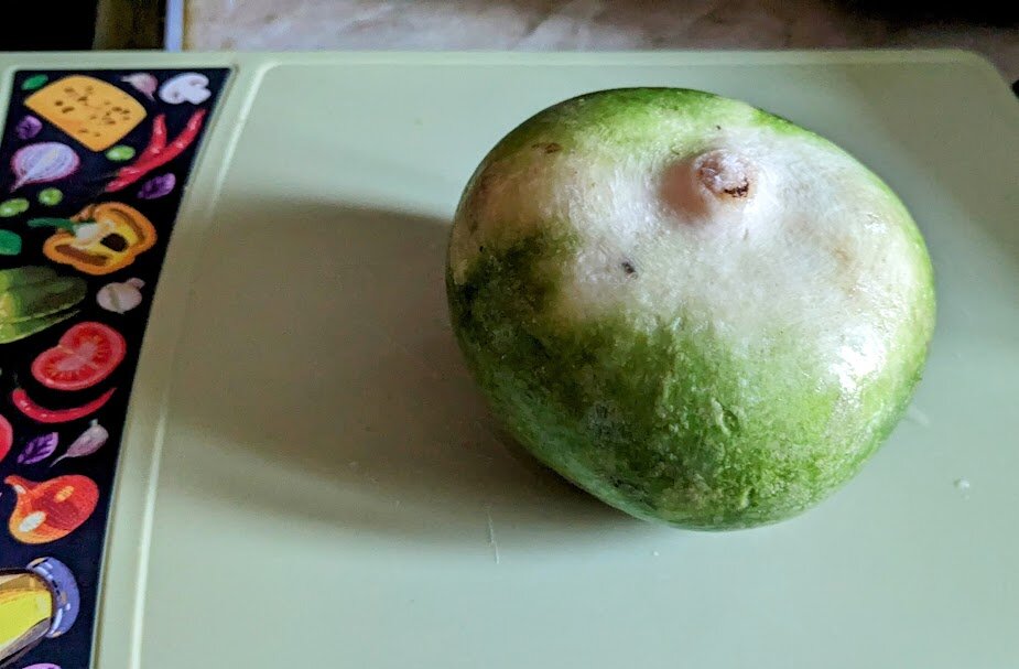 Зеленая редька. Фото автора