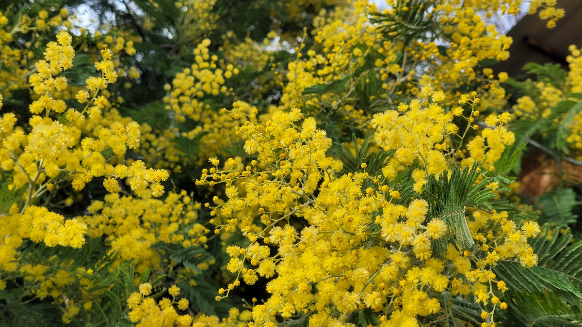 У нас в Сочи цветет мимоза