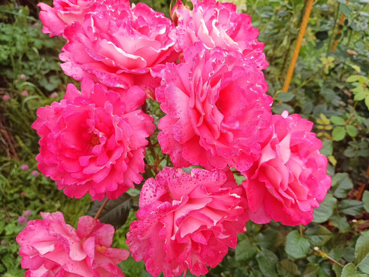 Вайкики, 2023