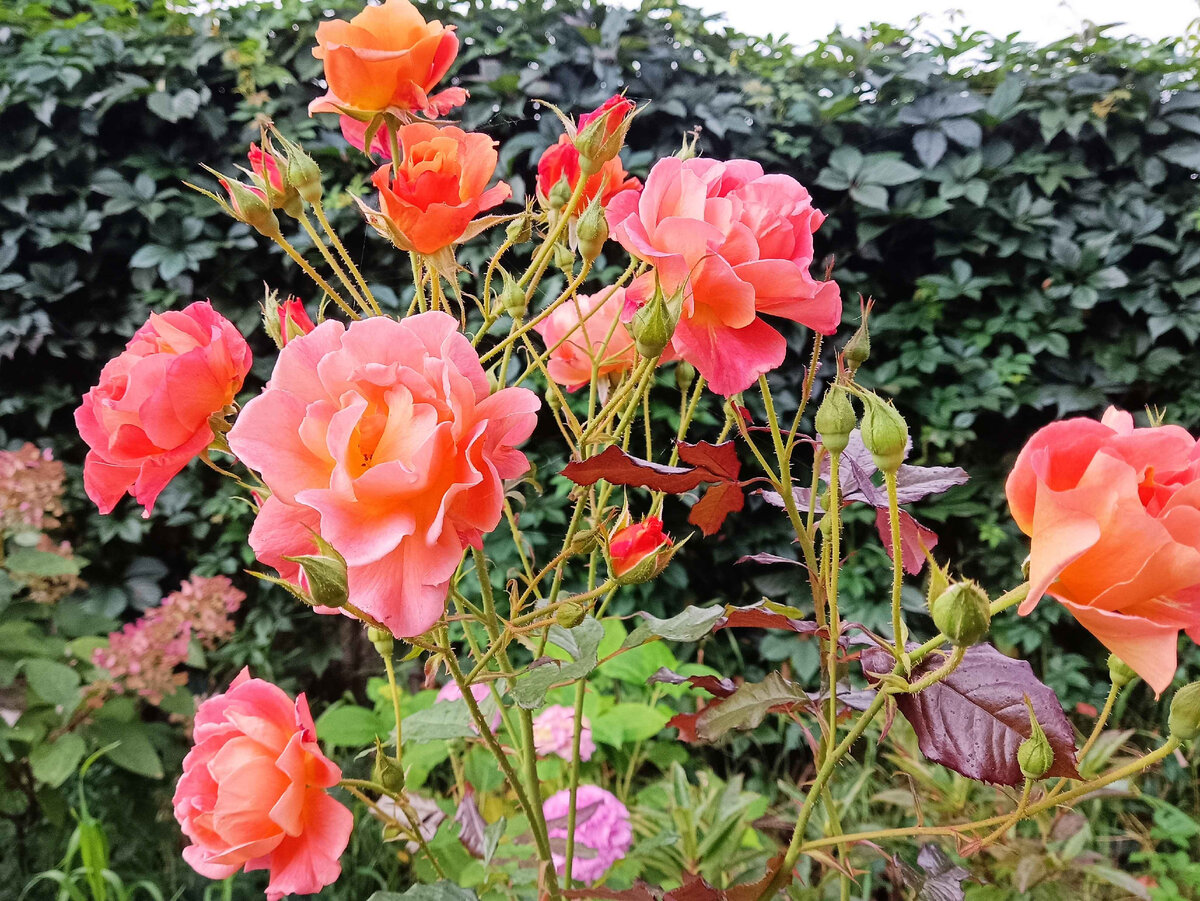 Вестерлэнд, 2023