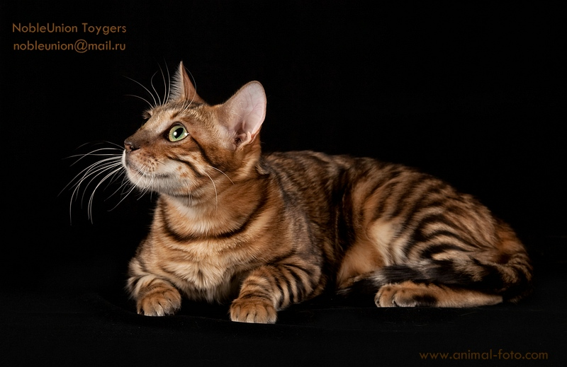 Признайтесь, хотели бы завести тигра?