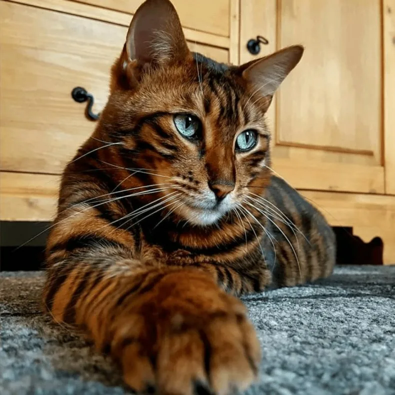 Опасный хищник с добрыми глазами.