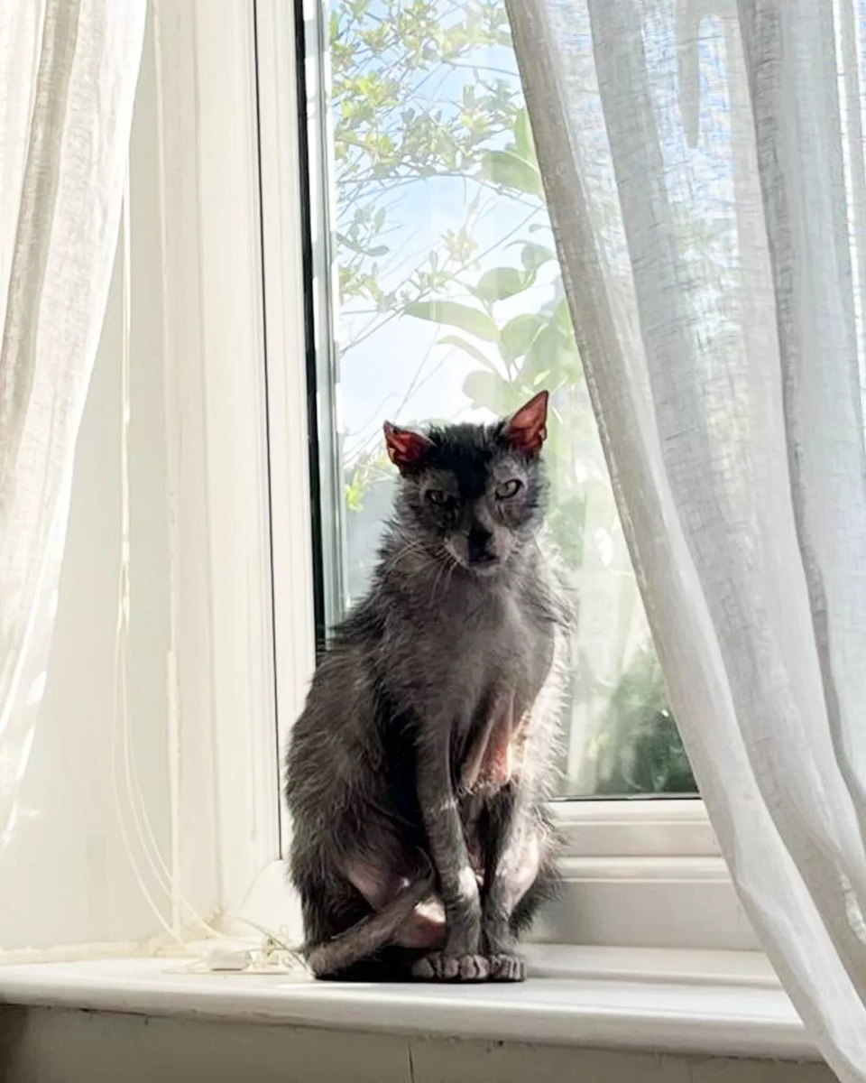 Люди отказываются брать ее домой из-за внешности