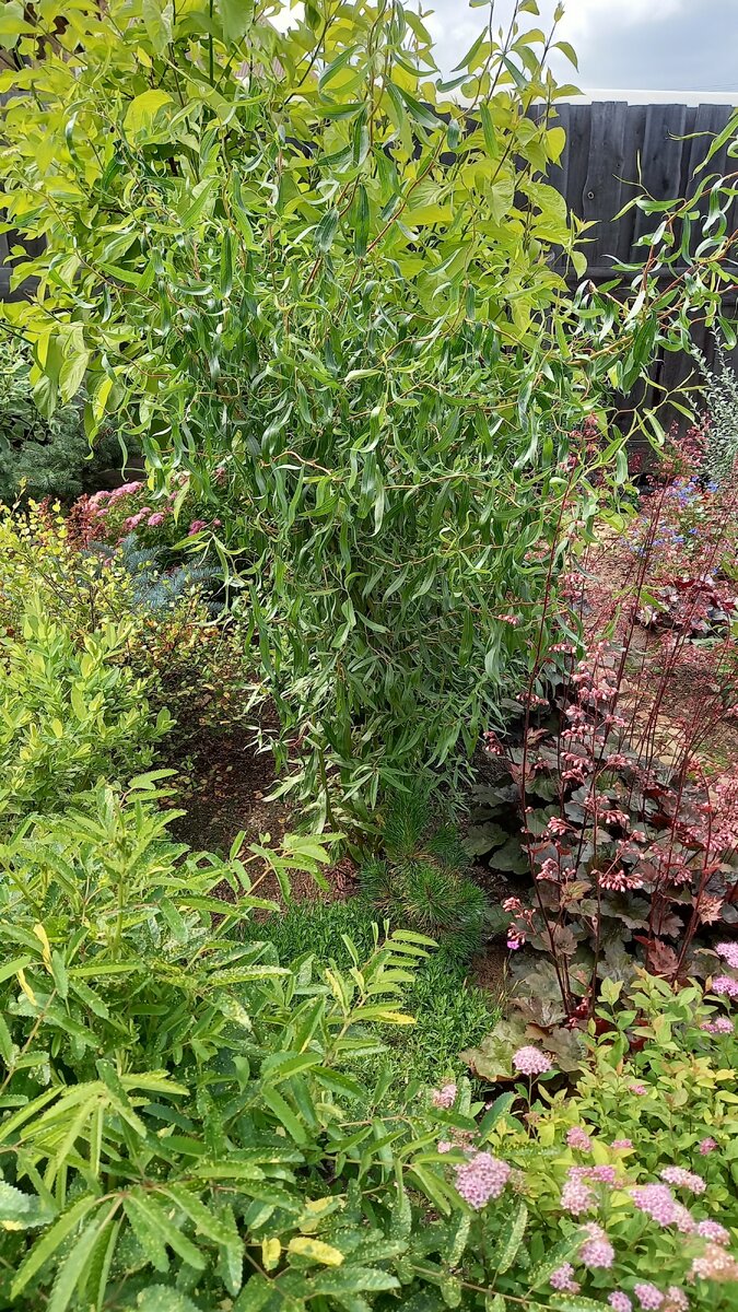 Ива Свердловская извилистая номер 1.мой сад.  Простите за не особо удачное фото. Оказалось, что удачных летних фотографий этой ивы у меня в альбомах нет, а брать фото из интернета не хотелось. Обязательно исправлю этот пробел.