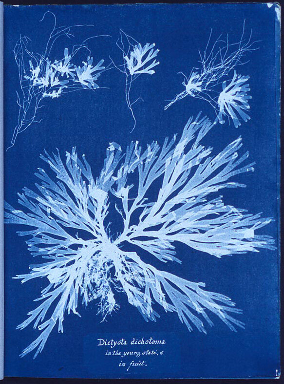 © Anna Atkins