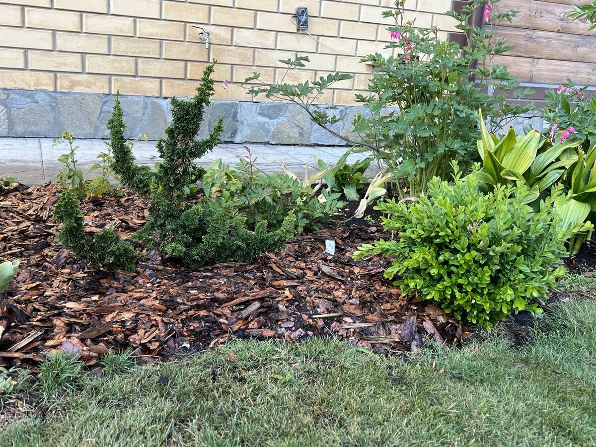 Одна из моих туй