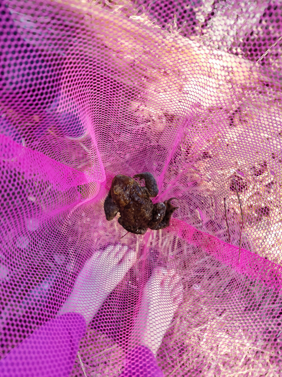 Жаба в розовом сачке. Потом мы еë отпустили, конечно. 