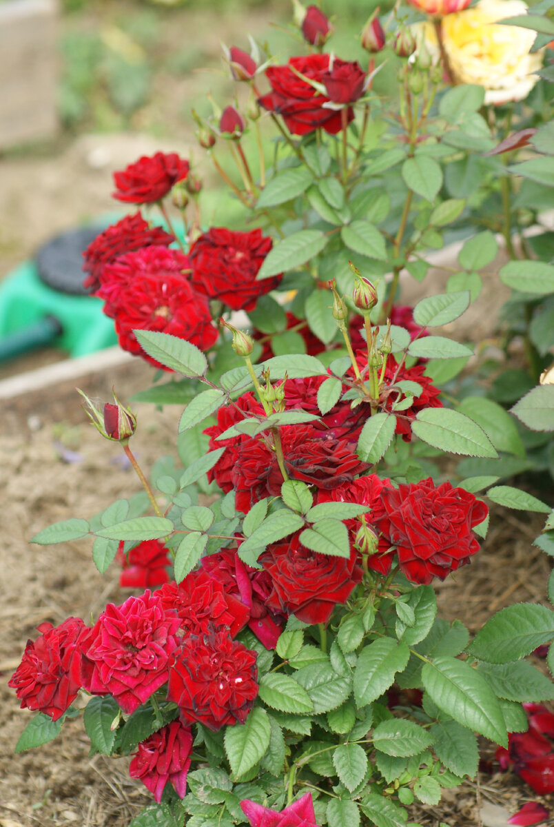 Мои первые розы