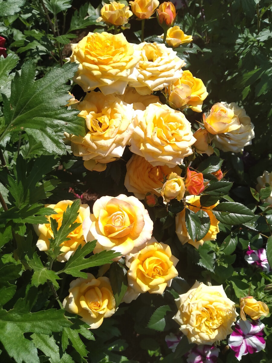 Мои первые розы