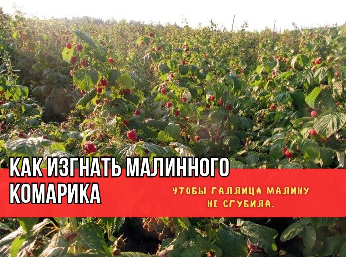 Вот почему побеговая галлица на малине не уходит: мы обрабатываем неправильно. 10 лет боролись с малинным комариком: помог правильный метод