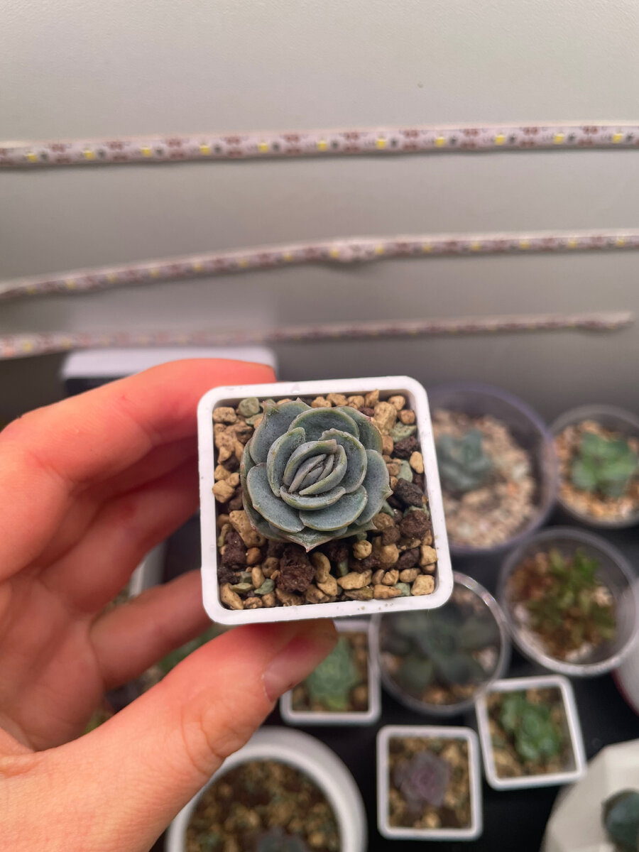 Blue surprise 