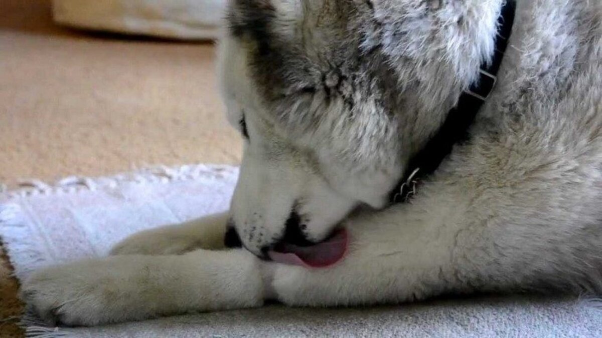 Собаки умеют испытывать любовь