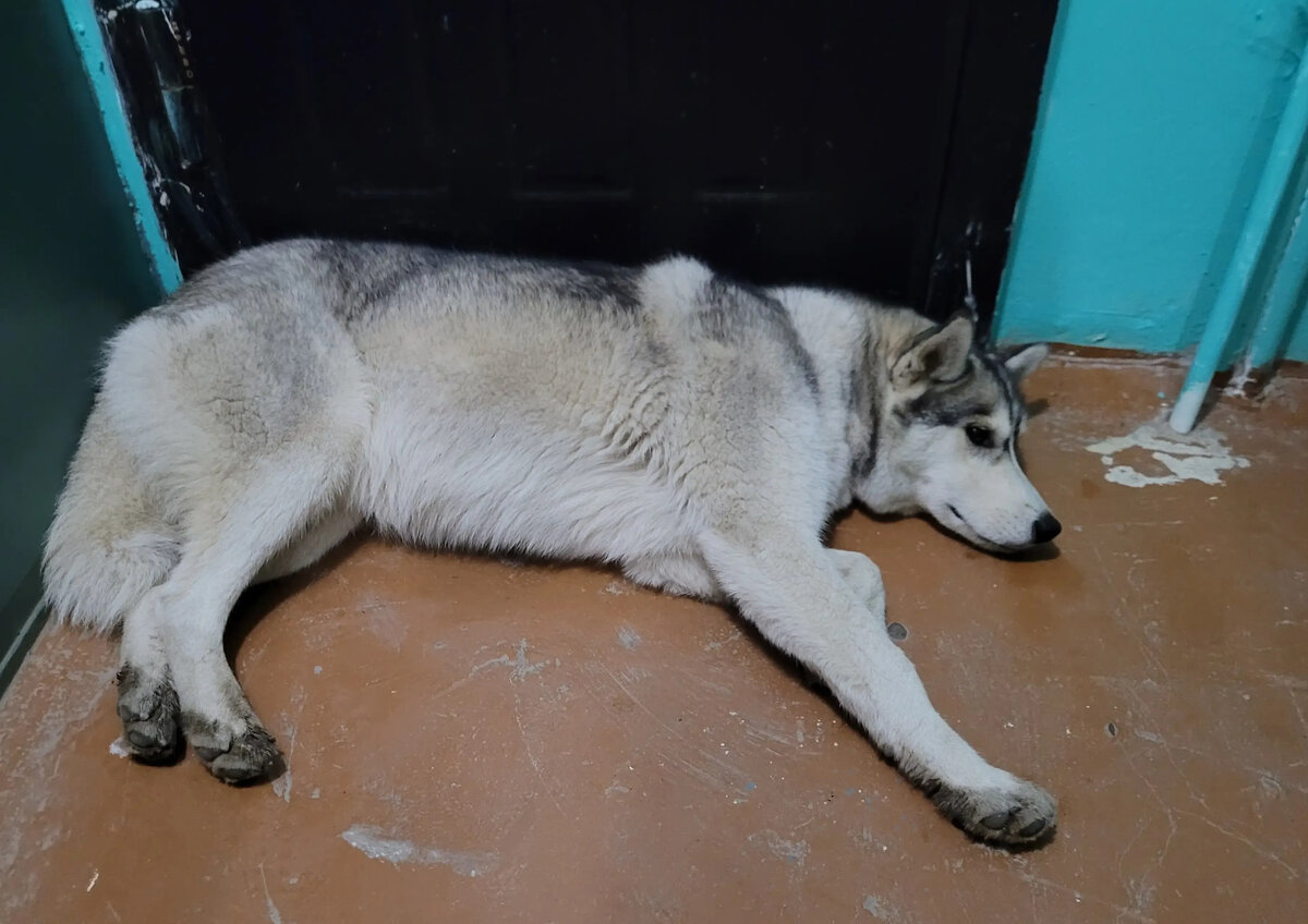 Из-за людей у собак может начаться депрессия