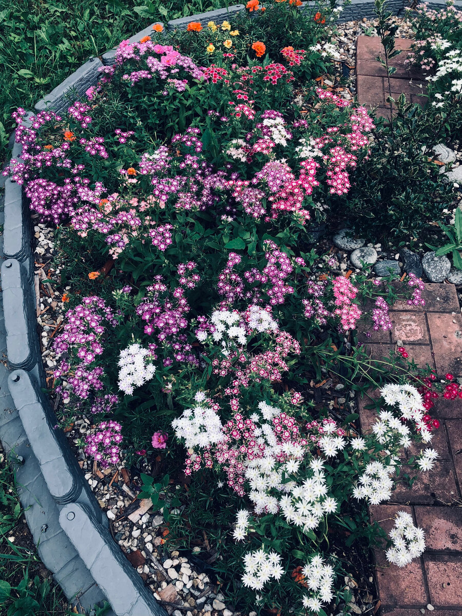 Вот так флокс Друммонда, посеянный в начале мая, цветет в середине июля. Половина клумбы с тюльпанами.