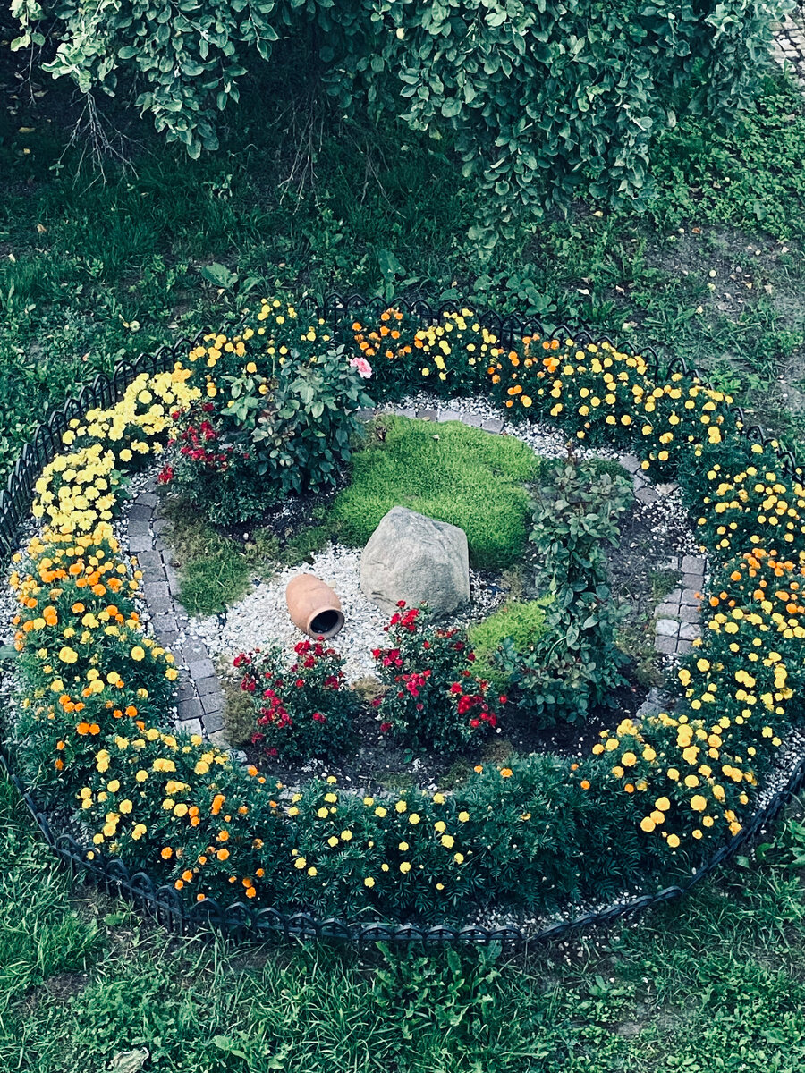 Вот так выглядит клумба с чайно-гибридными, почвопокровными розами и бархатцами Маленький герой. Везде фото автора.