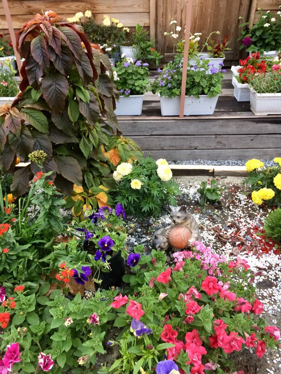 Цветочки у летнего домика