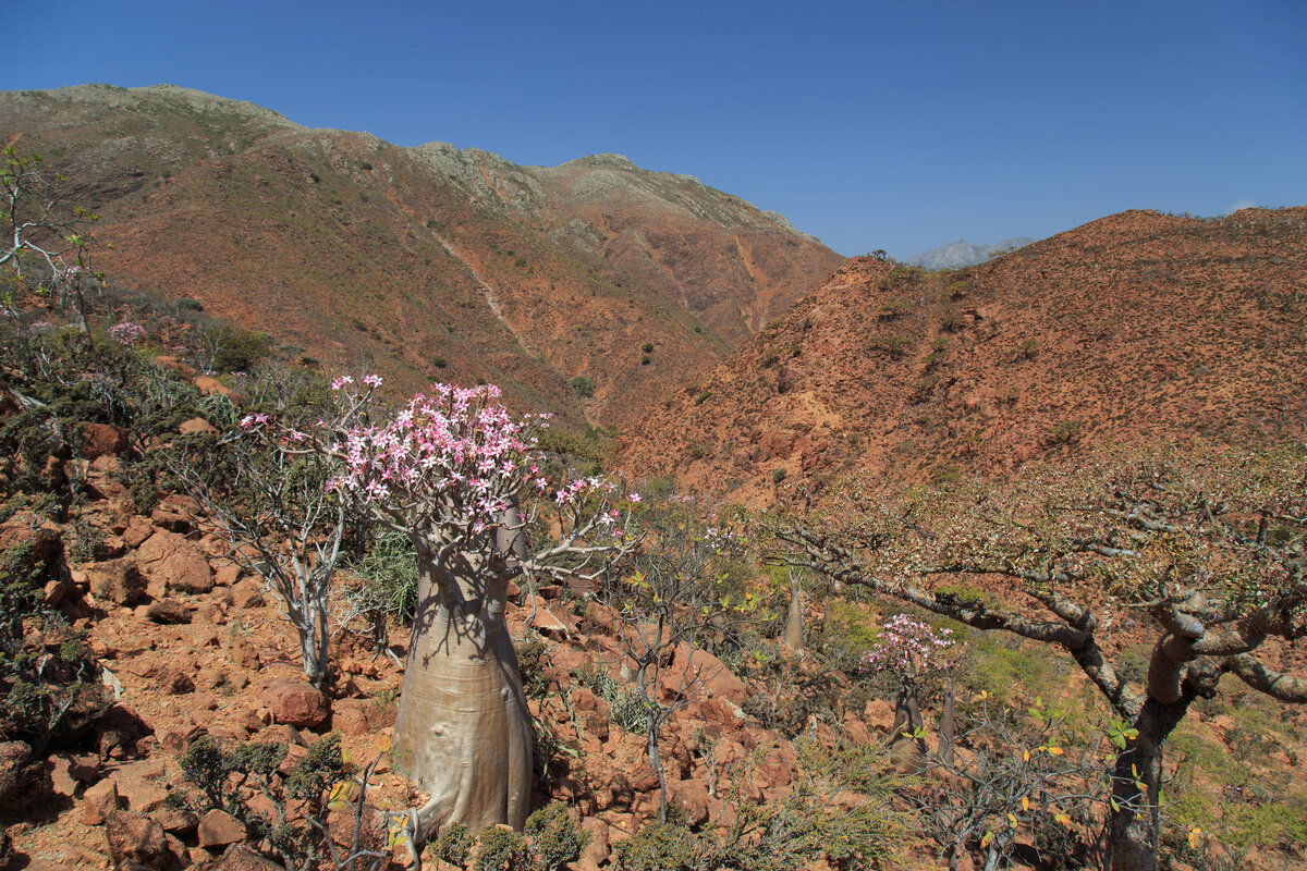 Адениум тучный (Adenium obesum), источник: https://flickr.com/photos/valerian1985/16693754340/