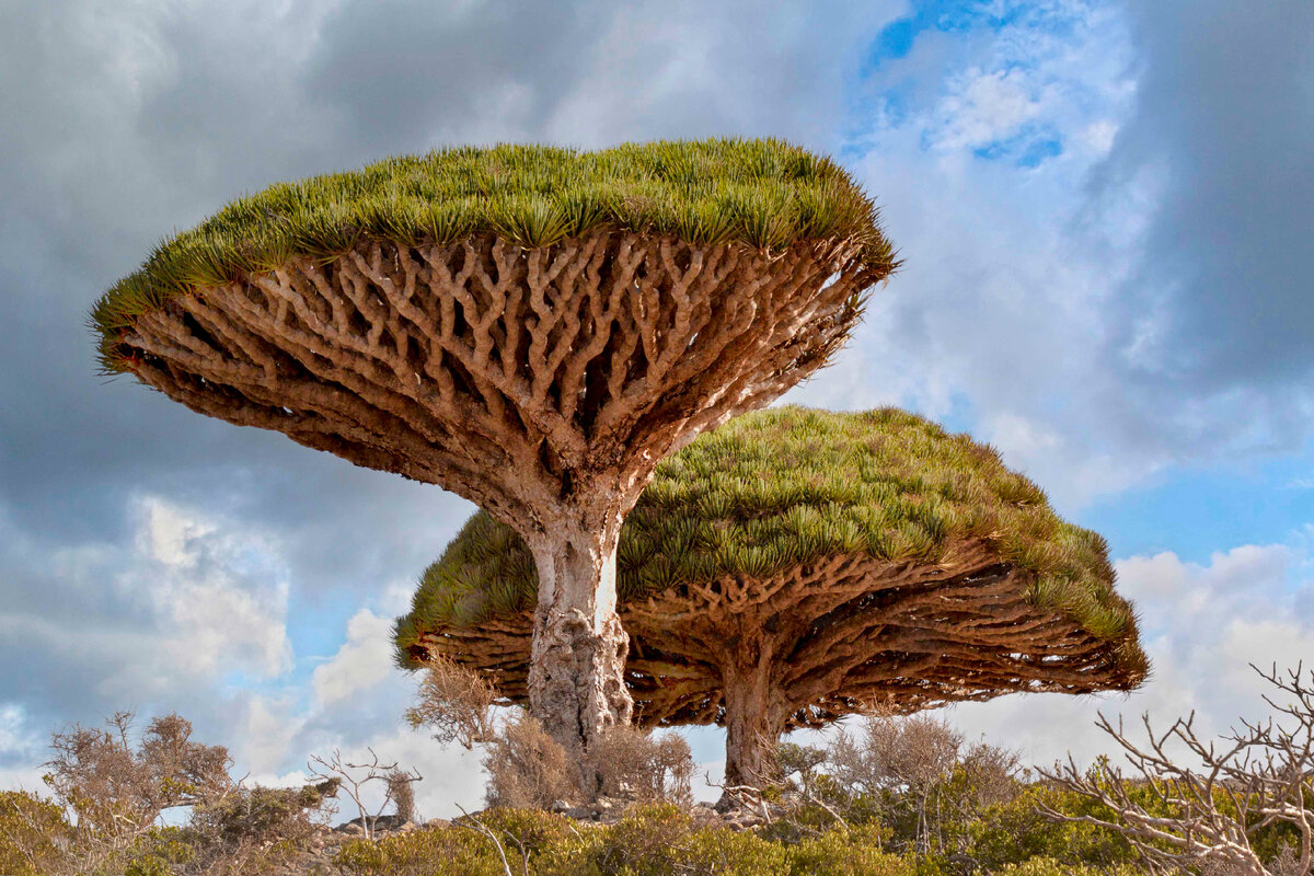 Драцена киноварно-красная (Dracaena cinnabari), источник: https://flickr.com/photos/rod_waddington/51885598720/