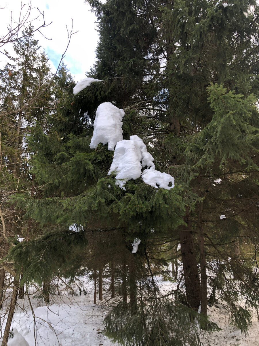 Снежные шапки тая, образуют причудливые формы. Порой, при дуновении ветра, деревья стряхивают с себя зимний наряд. Снег, падая, искрит солнце.