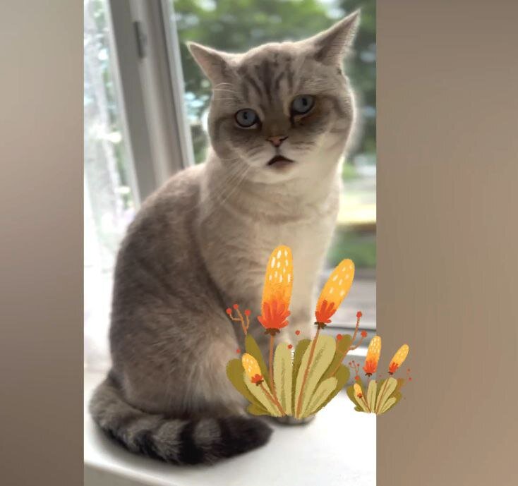 Кот-герой