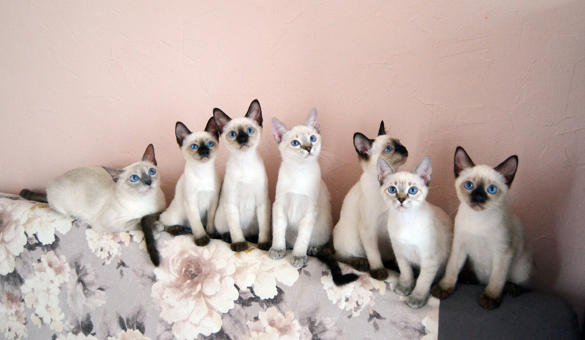 Нас много и мы прекрасны! Окрасы у нас разные!