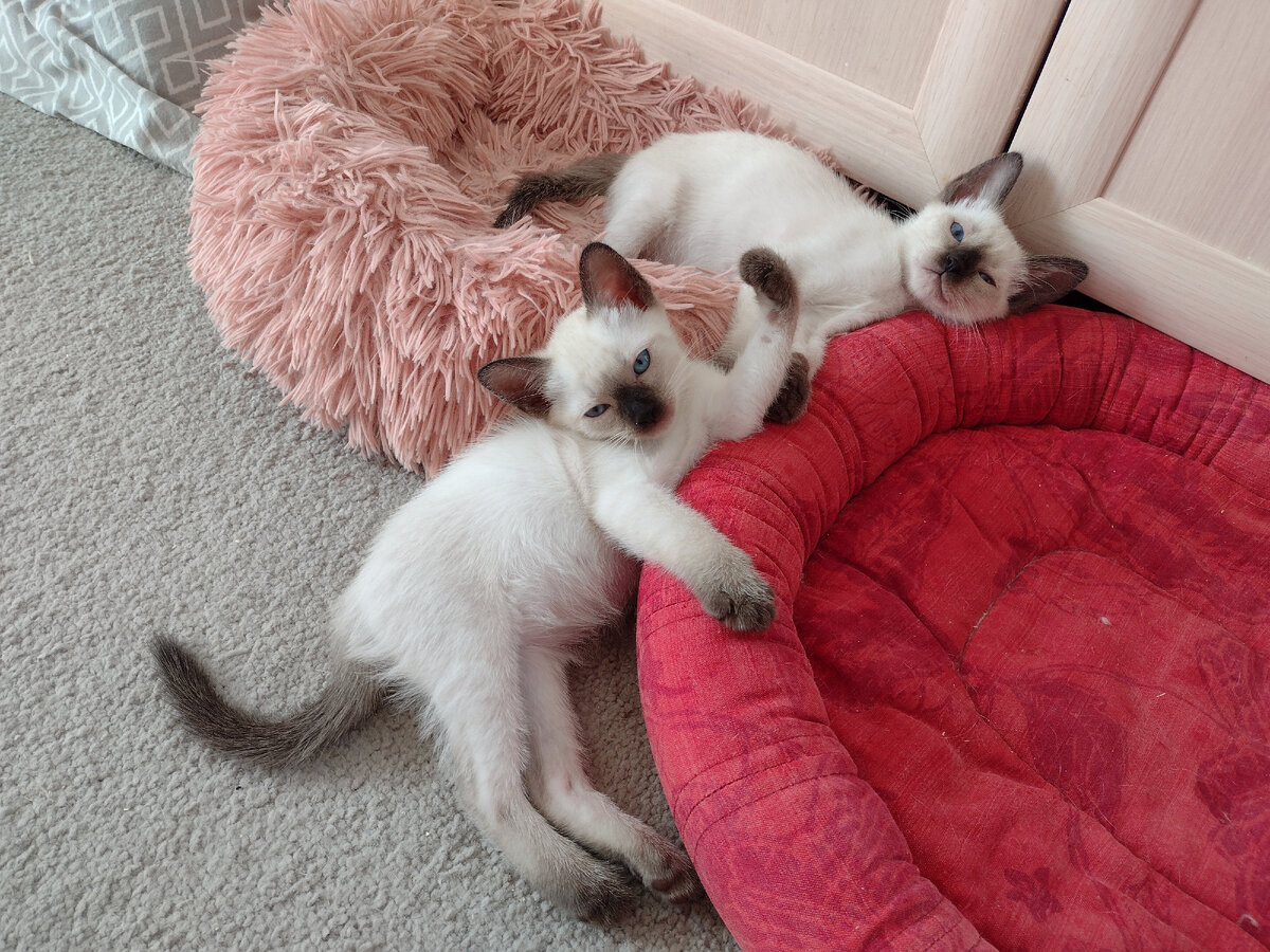 А нам вообще фиолетово про ваш инбридинг