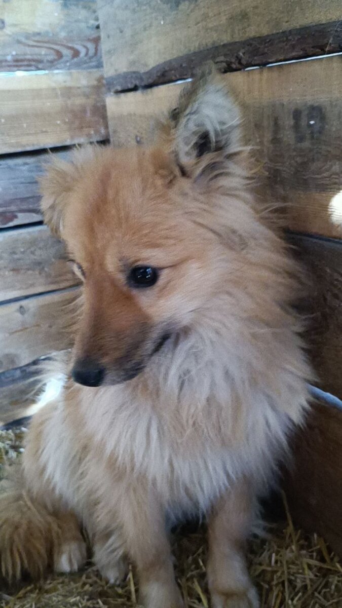 Собачка из приюта Ананда, ждет когда для неё найдутся хозяева. Фотография с канала "Кураторы Ананда" в Телеграмме 