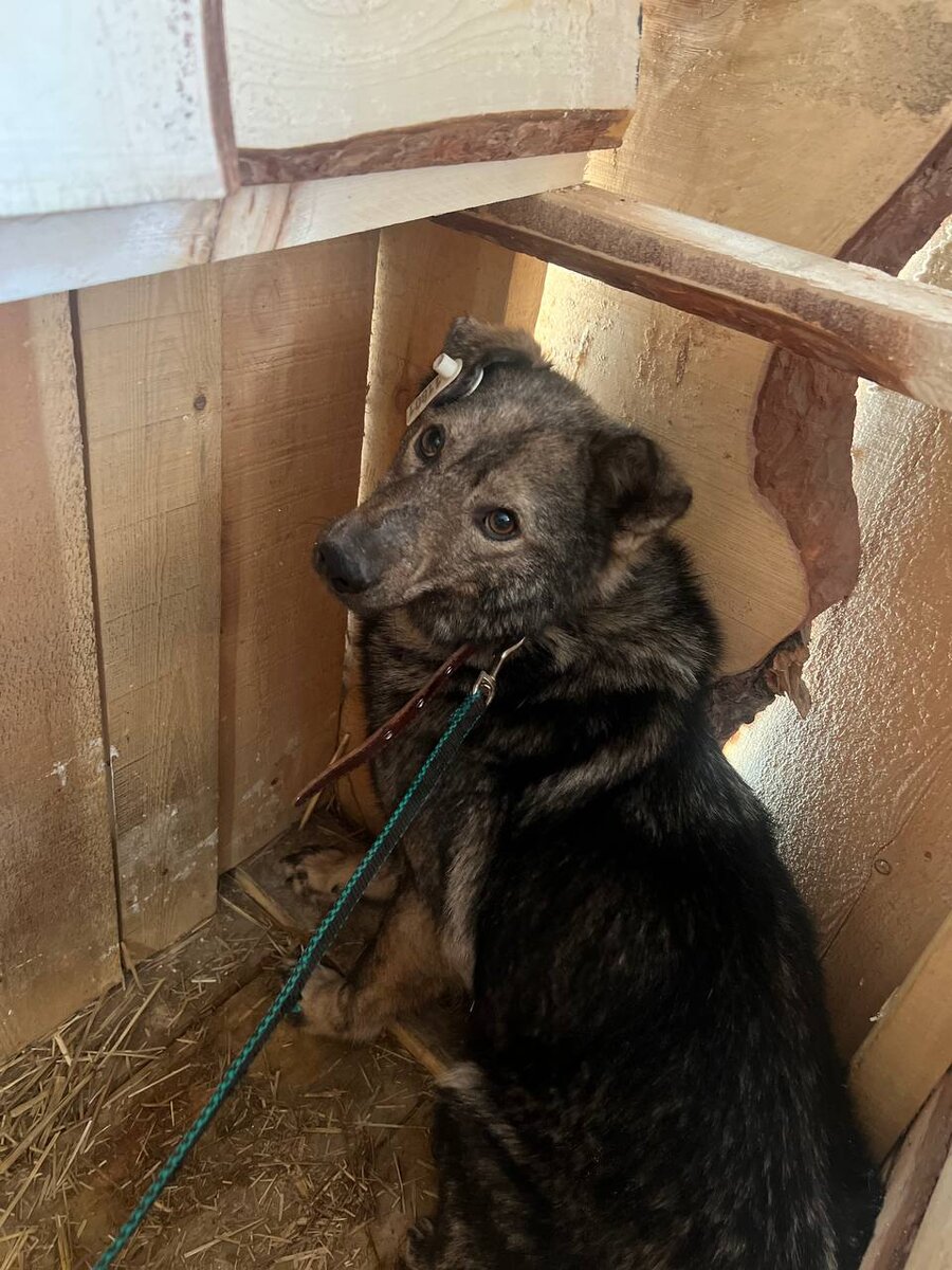 Наш подопечный, мальчик, возраст примерно 5 лет. Ждет своих хозяев, будет рад найти тёплый дом, заботу и любовь людей. Находится в приюте Ананда в Бурятии, доставка в другие регионы, возможна