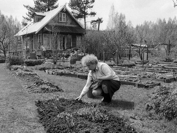 Городским дачи стали раздавать только после войны. |Фото: spacefor.ru.