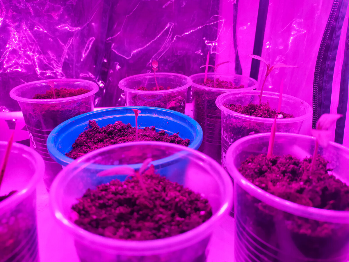 Пересаженные томаты в моем грунте 