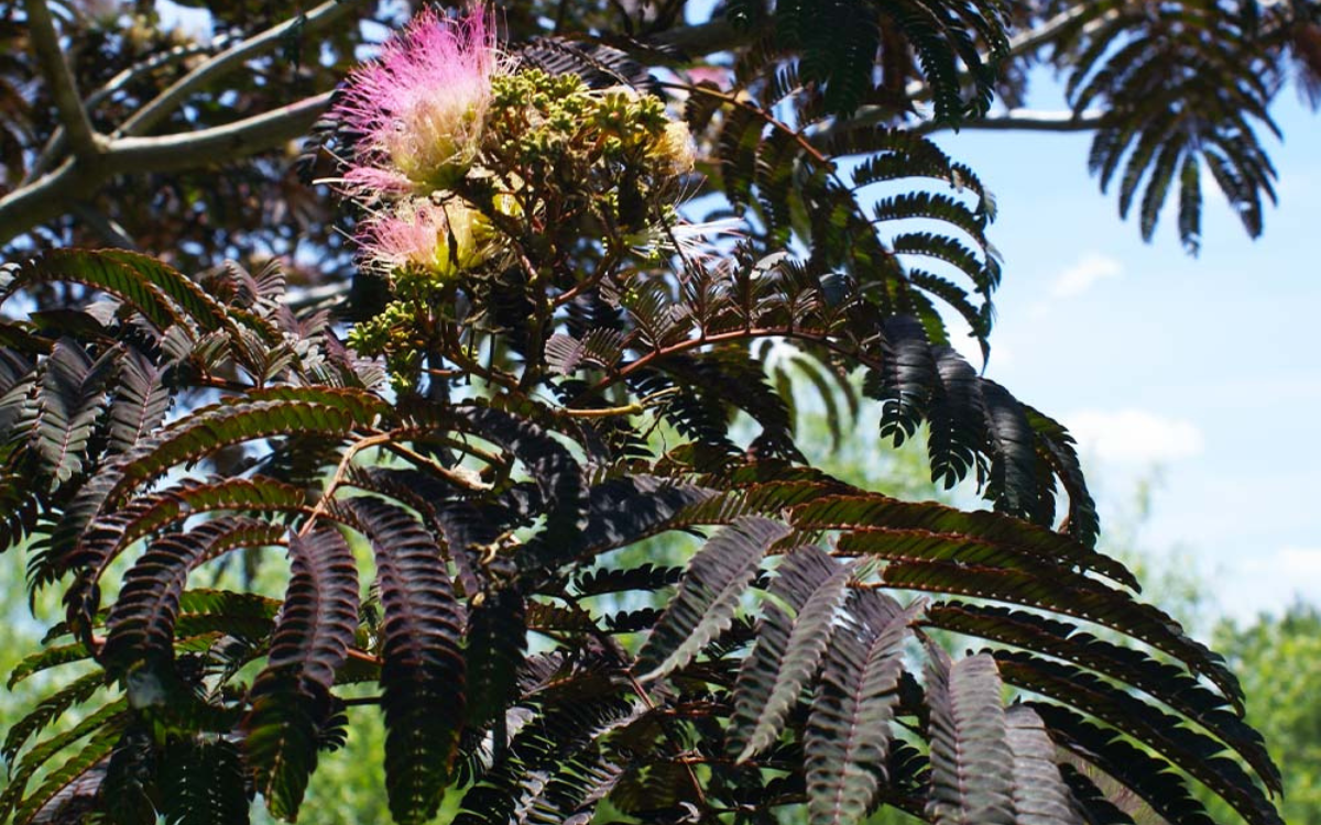 «Шоколадный фонтан». Фото Garden Shrubs