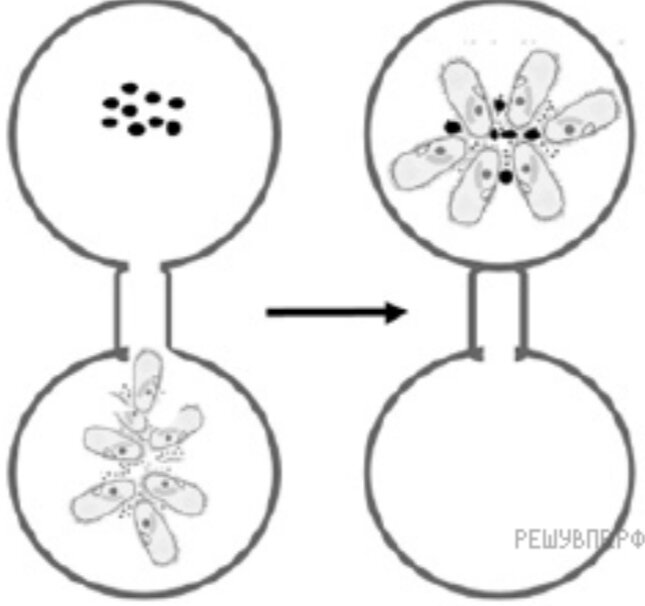Впр по химии. Выпишите раскрывая скобки вставляя пропущенные буквы. Впр 8 задание 3. Впр 8 задание 3. Впр задания.