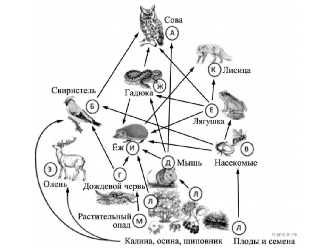 Решу впр биология 3 вариант. Впр по биологии 5 класс 2020 год с ответами 1 вариант. Впр биология 6 класс. Впр по биологии 6 класс 2021 с ответами 1 вариант. Задания впр 5 класс биология.