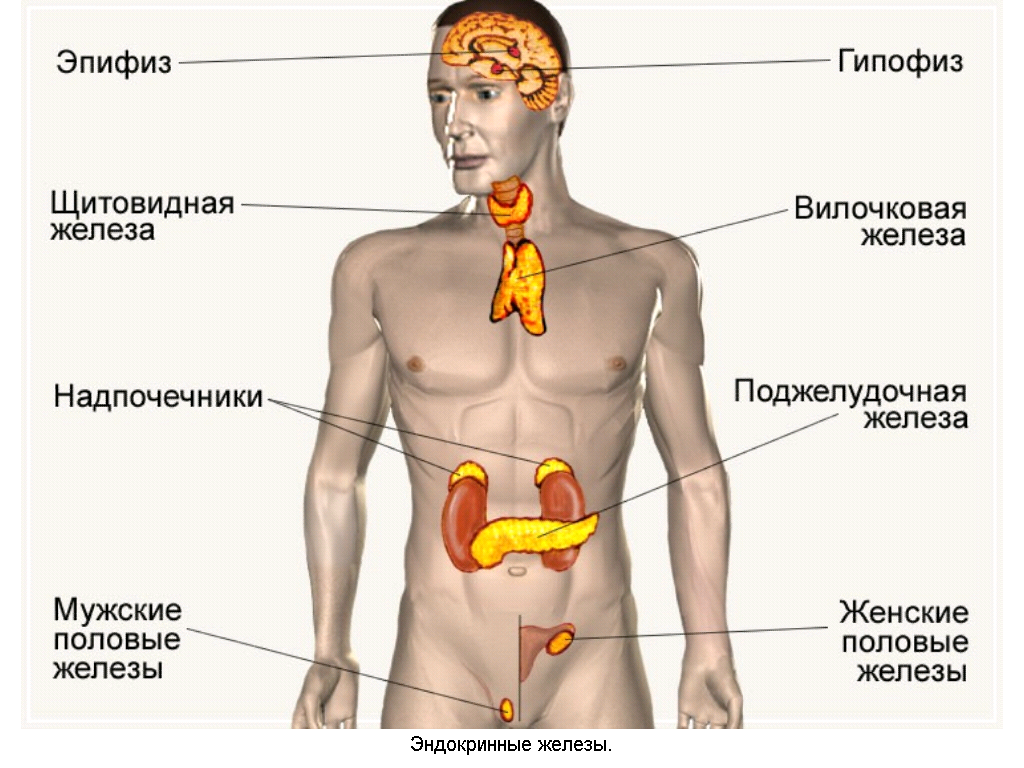 Эндокринная система человека и ее основные функции